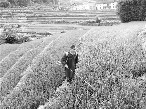 【能源环保】南川依靠绿色防控种水稻