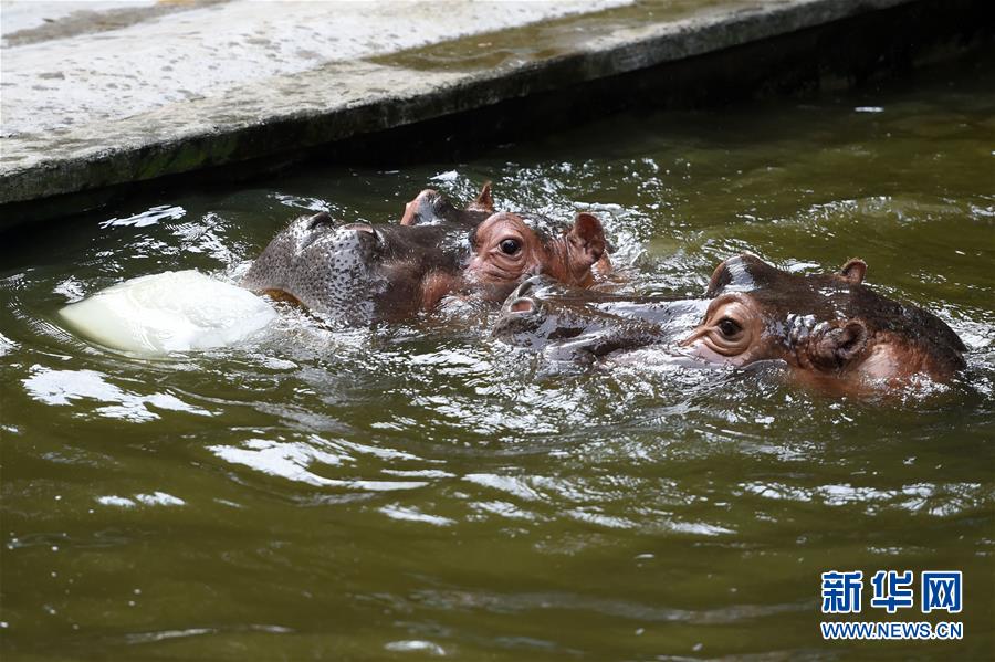 重慶動物園助動物“冰爽”度夏