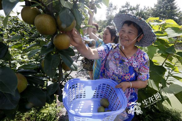 【文化 标题摘要】天坪山采梨节开幕 700万斤优质高山梨等你摘