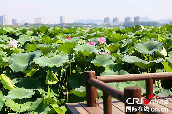 （已过审 原创 魅力江苏）江苏持续高温 夏日南京仍生机盎然