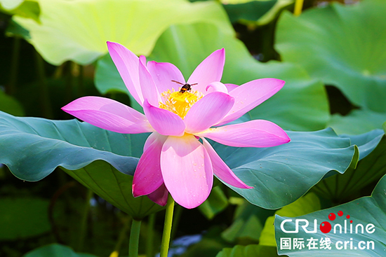 （已過審 原創 魅力江蘇）江蘇持續高溫 夏日南京仍生機盎然