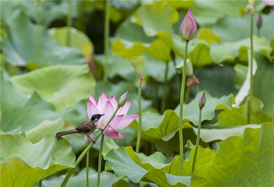 【区县联动】【黔江】黔江：生态荷塘引来“小精灵”