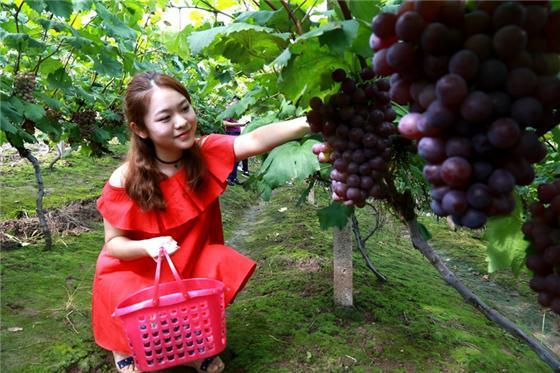 【區縣聯動】【雲陽】雲陽葡萄進入採摘期 帶動群眾增收致富