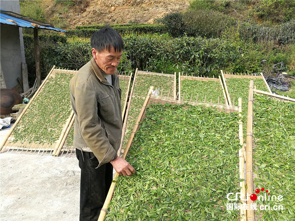 图片默认标题_fororder_宋礼炉在晒茶青