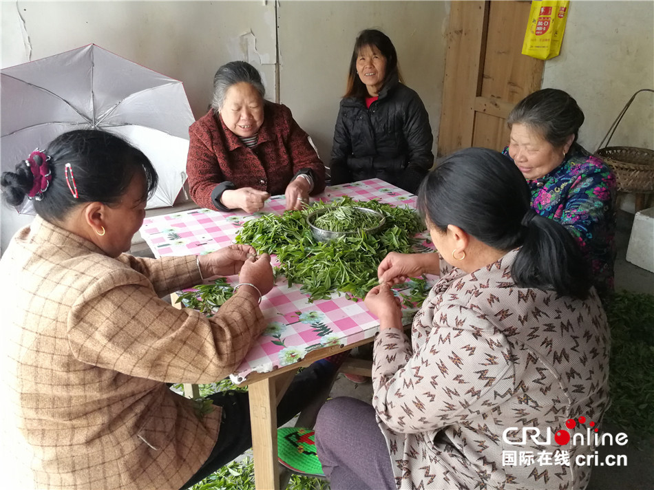 图片默认标题_fororder_当地老年人在挑拣茶叶