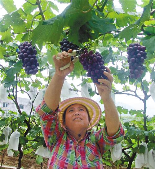 【区县联动】【南川】葡萄品种各不同 几家欢喜几家愁