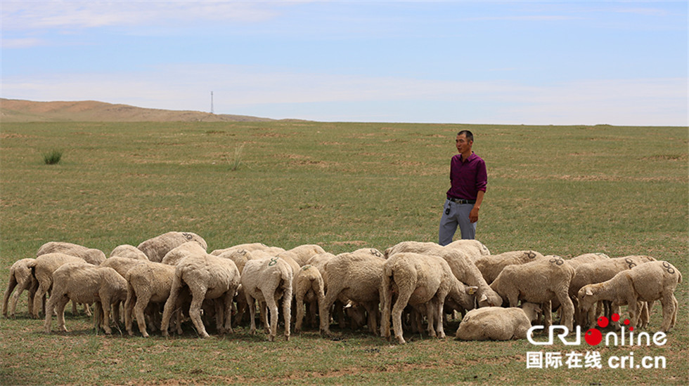 内蒙古大草原放羊图片