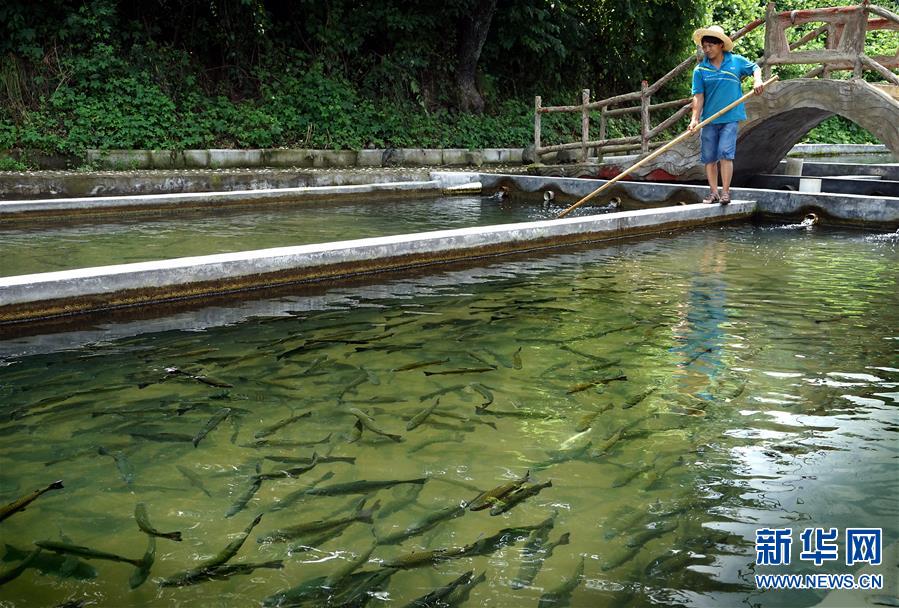 【輪播圖】冷水魚産業不冷 小山村養殖富民