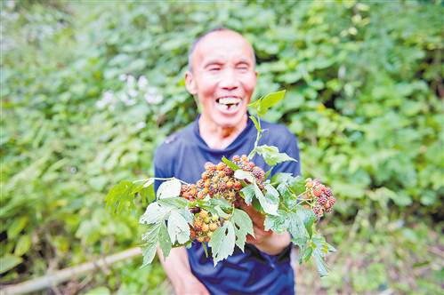 【能源环保 图文】黔江灰千梁子原始森林等你来揭开神秘面纱