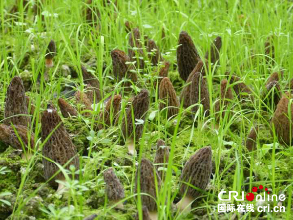 北川依托瓦壶沟牌羊肚菌走出扶贫新路子