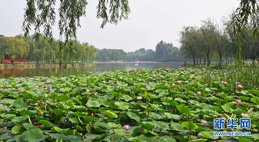 河北廊坊：践行生态文明 打造绿美家园