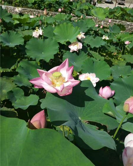 【區縣聯動】【雲陽】雲陽縣後葉鎮：荷塘經濟別樣紅 助農致富促增收【區縣聯動】雲陽:觀光農業助農民致富促增收