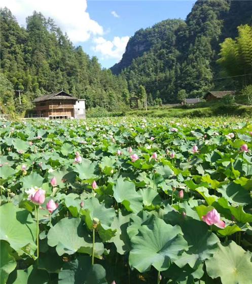 【区县联动】【云阳】云阳县后叶镇：荷塘经济别样红 助农致富促增收【区县联动】云阳:观光农业助农民致富促增收