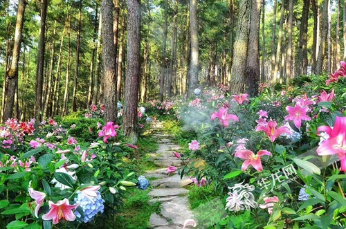 【区县联动】【涪陵】首届中国（大木）花园节今开幕 邀你看遍“花花世界”【区县联动】涪陵武隆将举办首届花园节