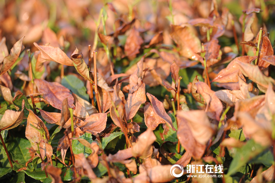 杭州高温灼伤“龙井” 茶农全力抗旱护茶