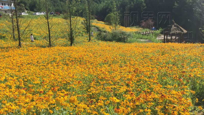 【行游巴渝 标题 摘要】奉节：神仙坝花海盛宴 百亩花海醉游人