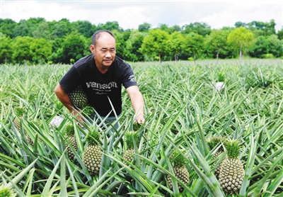 末尾有圖【食品農業圖文列表】【即時快訊】澄邁農技攜手電商 護航鳳梨産銷