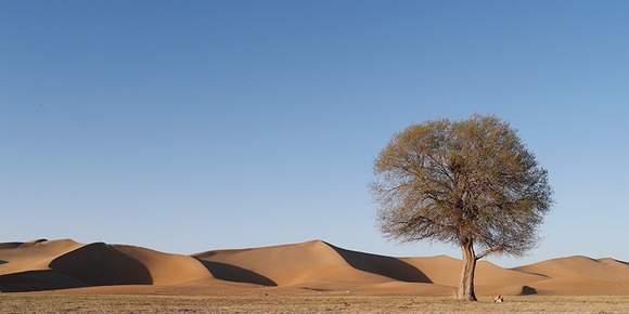 沙漠家园(组图)