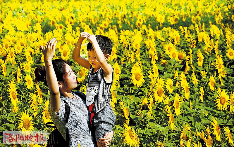 洛阳栾川 大片油葵花开正艳