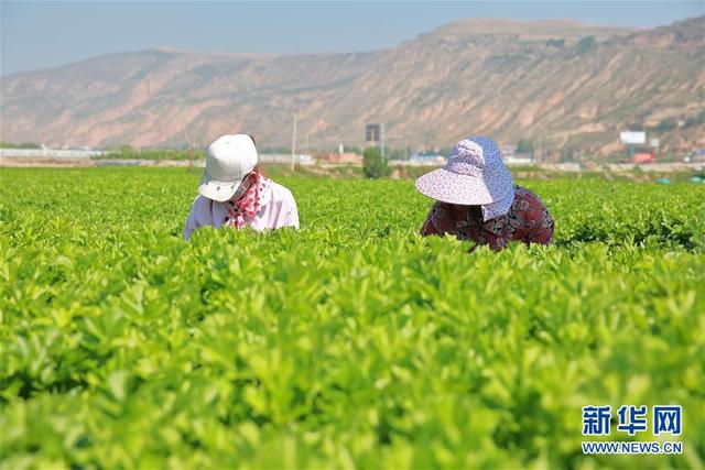 甘肃定西：夏季蔬菜采收忙