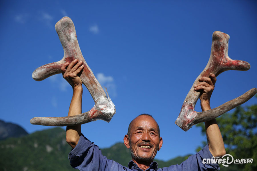 【焦点图 显示图在稿件最下方】秦岭里的养鹿人 六旬山民4年成土专家