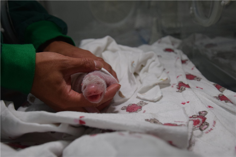 图片默认标题_fororder_6